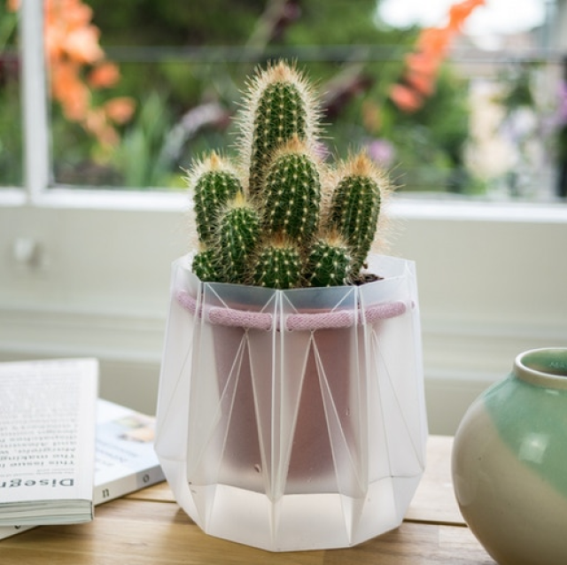 Cactus Pot